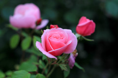 ROSE 4