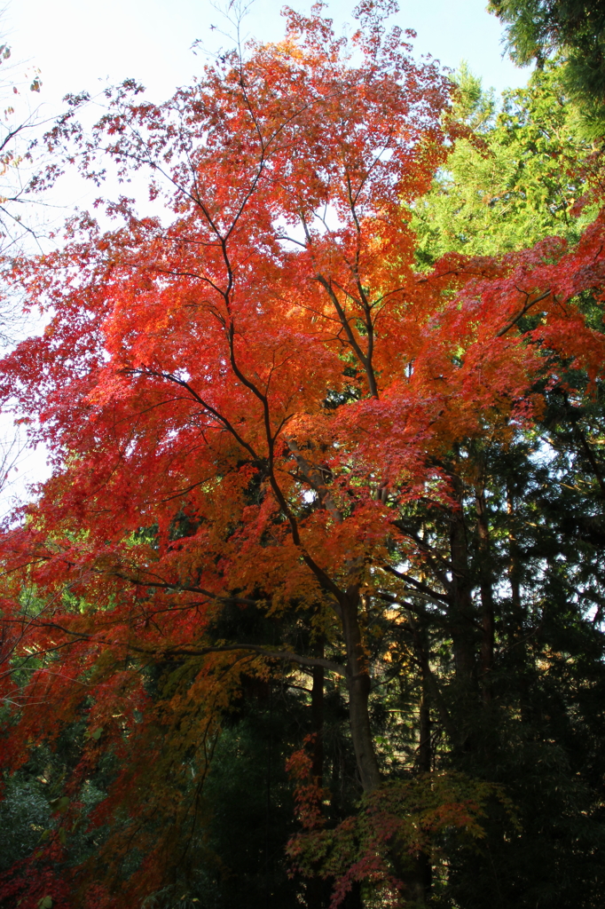 牛伏寺の紅葉3