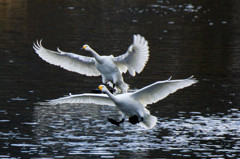 Landing (減速）