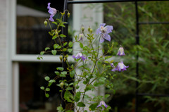 Curve of Clematis
