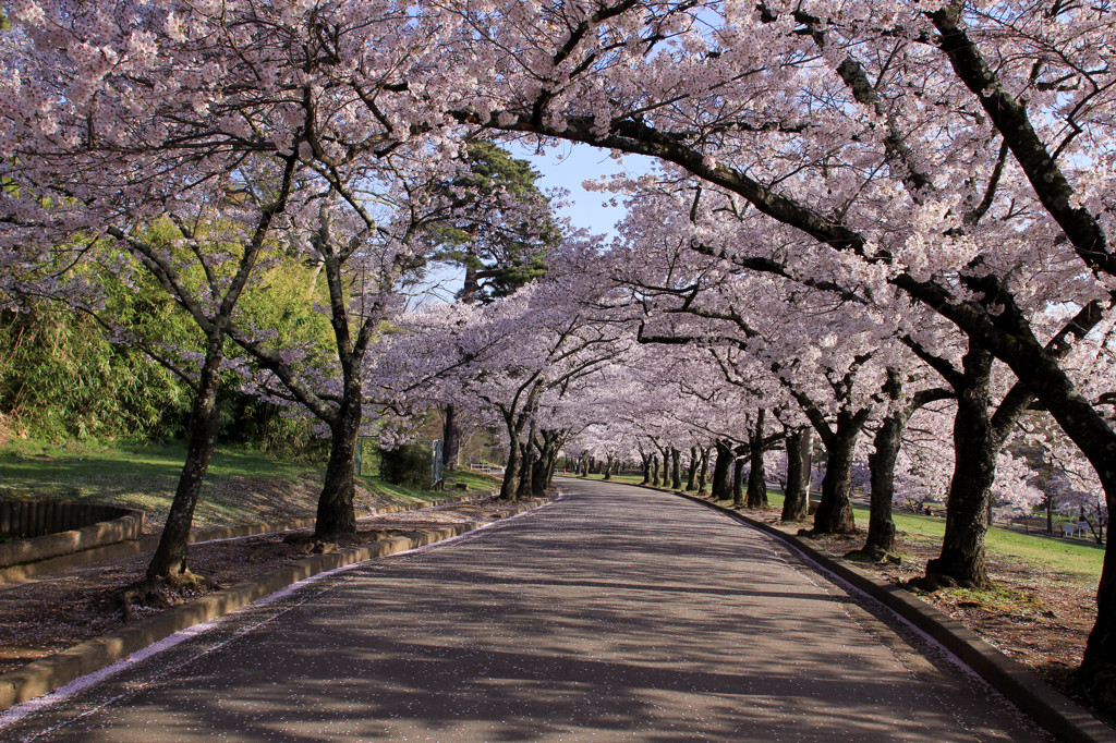 桜の並木道
