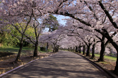 桜の並木道