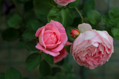 ROSE 7
