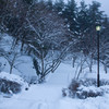 雪の朝