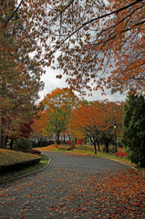 紅葉４
