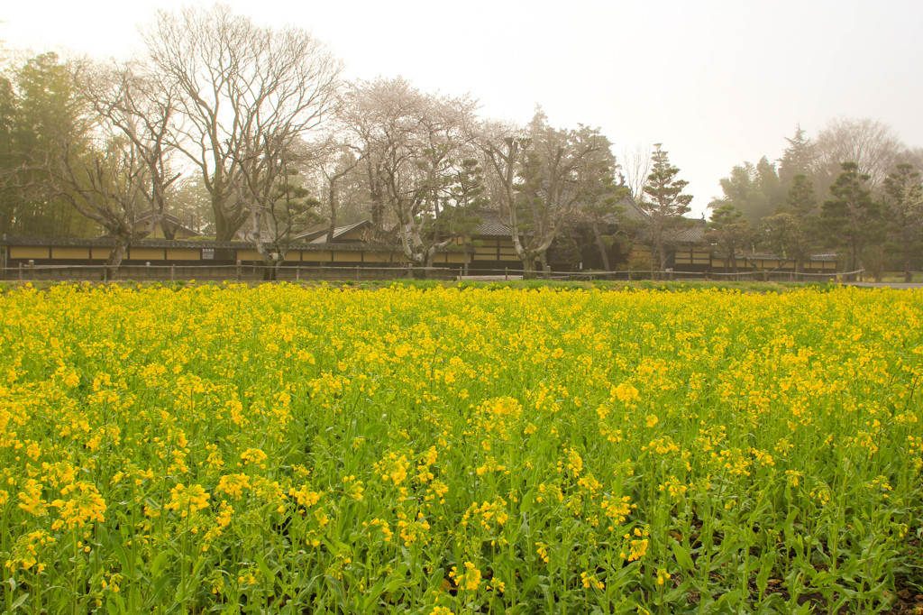 菜の花畑