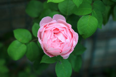 ROSE 9