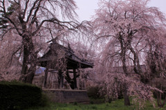 安養寺　しだれ桜　5