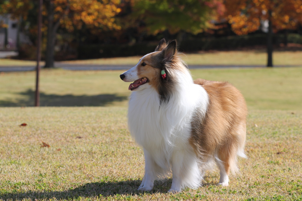 紅葉と愛犬