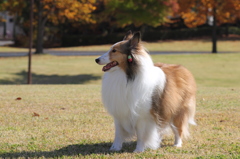 紅葉と愛犬