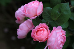 ROSE 5