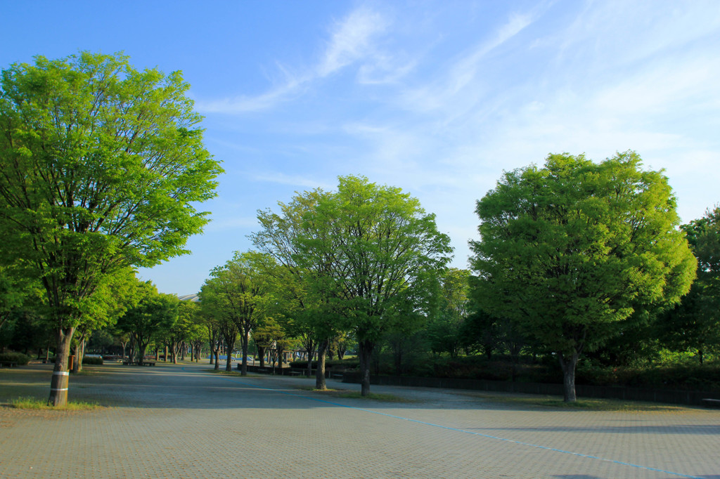 新緑の公園2