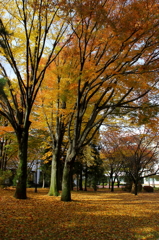 紅葉７