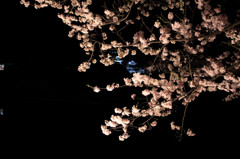 桜と松本城6