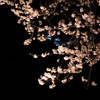 桜と松本城6