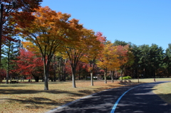 紅葉６２