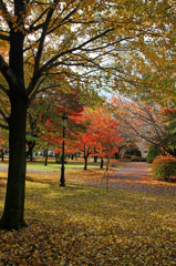 紅葉３