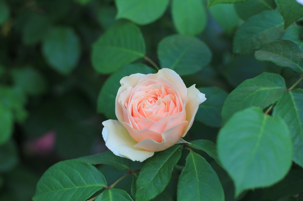 ROSE 1