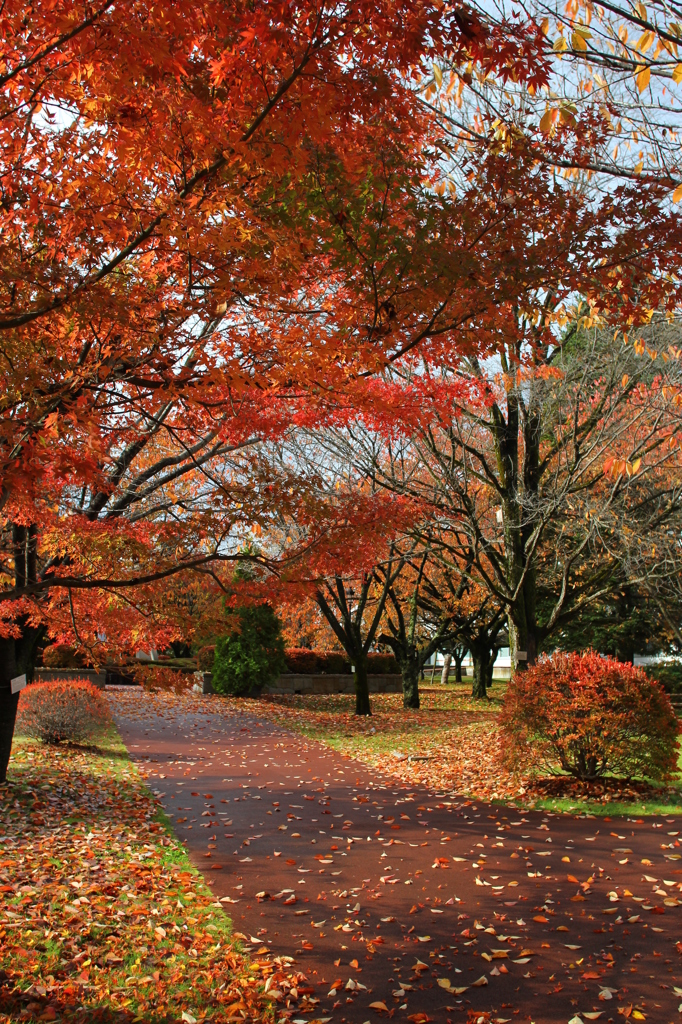 紅葉１