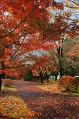 紅葉１