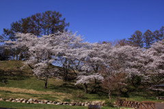 青空と桜