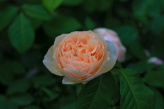 ROSE 6