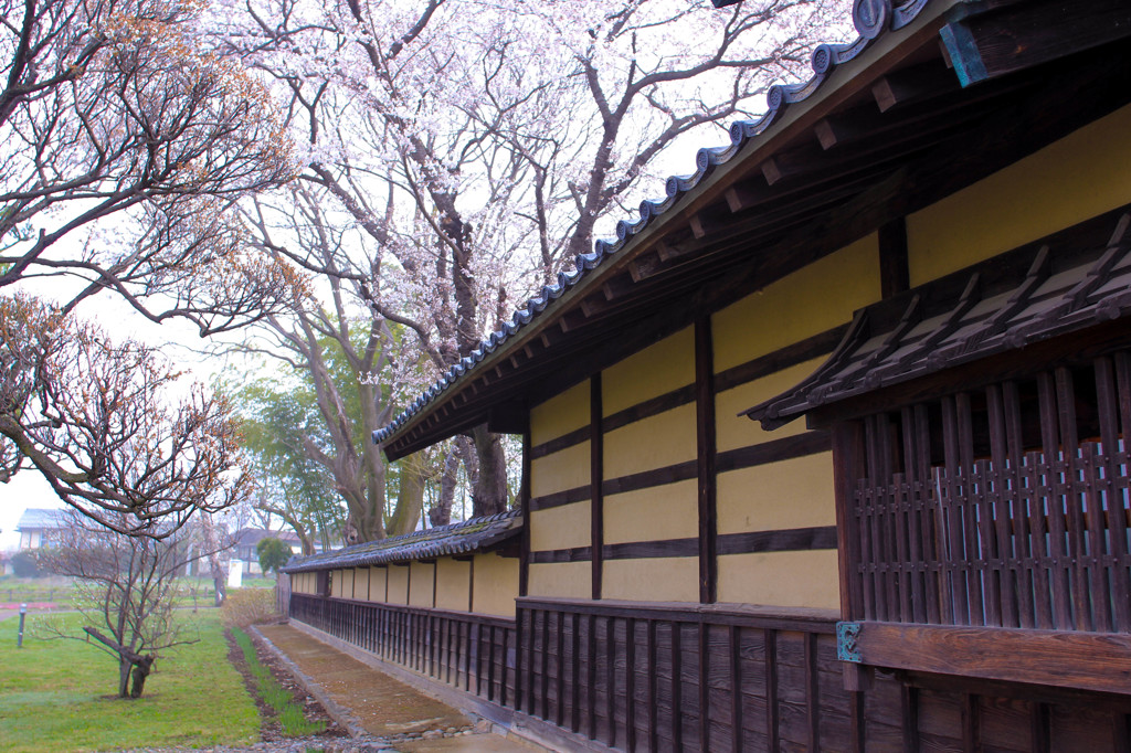 馬場屋敷と桜