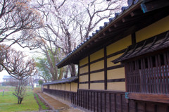 馬場屋敷と桜