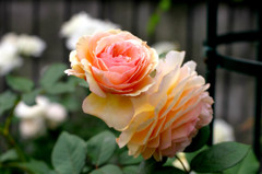 Rose 6