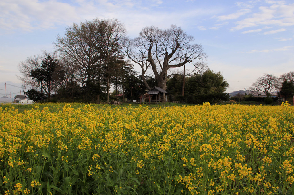 菜の花畑と社