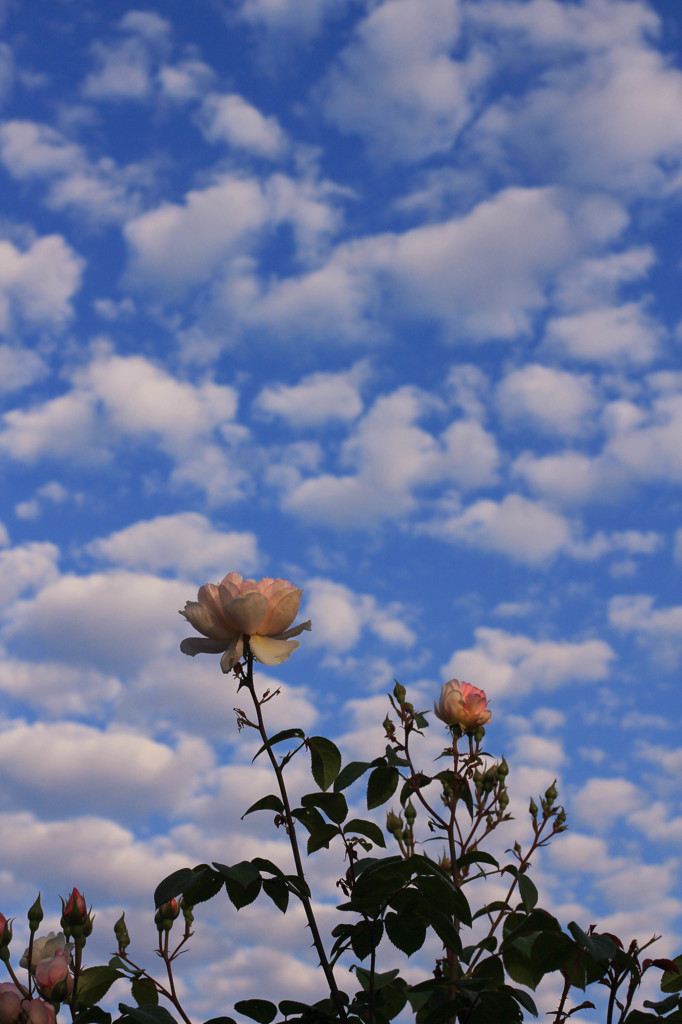 2015.05.25 AM　7時頃の雲とバラ