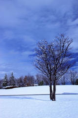 初雪の公園　4