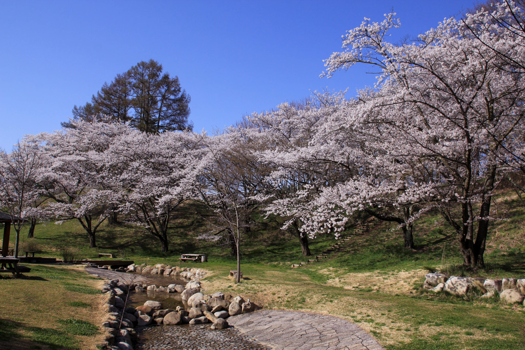 桜（アルプス公園）2