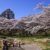 桜（アルプス公園）2