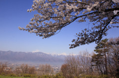 北アルプスと桜