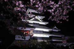桜と松本城2
