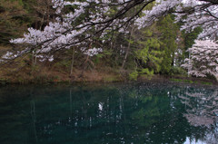エメラルドの泉と桜2