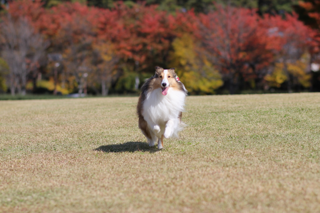 紅葉と疾走