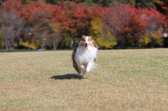 紅葉と疾走