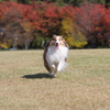 紅葉と疾走