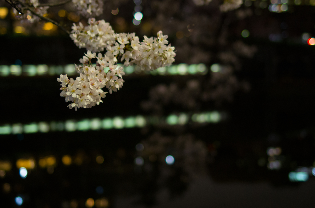 桜と神田川