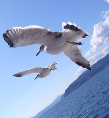 カモメ