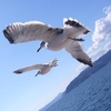 カモメ