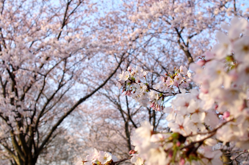 花見日和