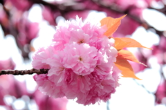 A bouquet of cherry blossomes