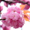 A bouquet of cherry blossomes