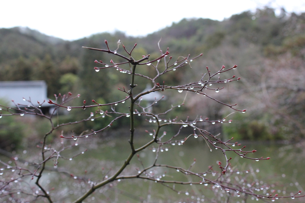 水花