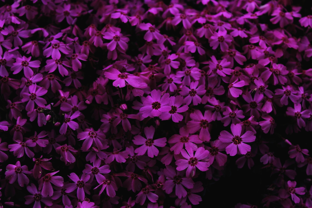 その花。妖しく。
