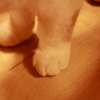 ねこあし