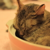 ねこ鍋